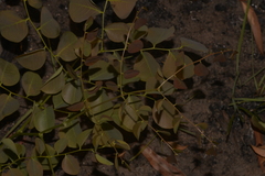 Erythrophleum chlorostachys