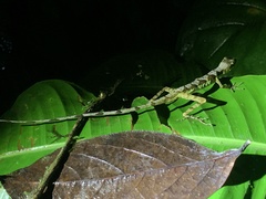Anolis gracilipes