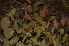 Erythrophleum chlorostachys