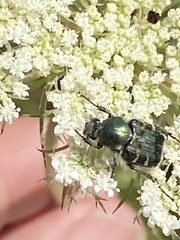 Trichiotinus piger