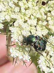 Trichiotinus piger