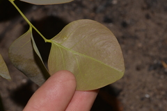 Erythrophleum chlorostachys