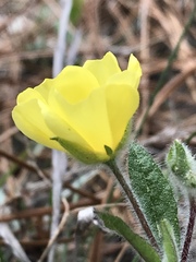 Crocanthemum carolinianum