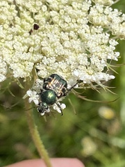 Trichiotinus piger