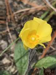 Crocanthemum carolinianum