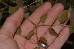 Erythrophleum chlorostachys