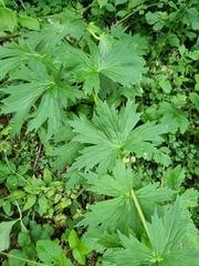Aconitum orientale
