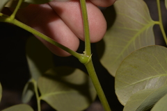 Erythrophleum chlorostachys