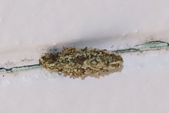 Dahlica triquetrella