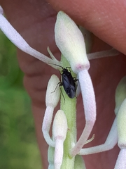 Plagiognathus arbustorum