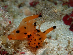 Thecacera