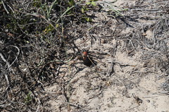 Pelargonium gibbosum