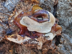 Ganoderma resinaceum