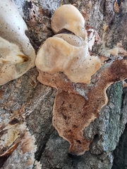Ganoderma resinaceum