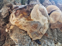 Ganoderma resinaceum
