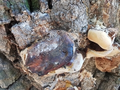 Ganoderma resinaceum