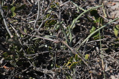 Pelargonium gibbosum