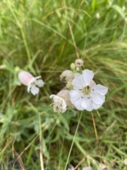 Silene uniflora