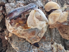 Ganoderma resinaceum