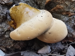 Ganoderma resinaceum