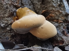 Ganoderma resinaceum