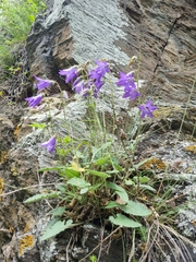 Campanula collina