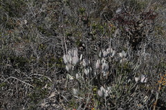 Cotyledon orbiculata orbiculata