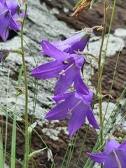Campanula collina