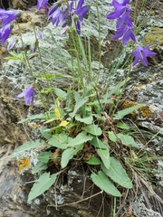 Campanula collina