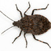Four-humped Stink Bug - Photo (c) Patrick Coin, some rights reserved (CC BY-NC-SA)