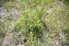 Asimina angustifolia