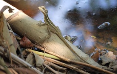 Basiliscus basiliscus