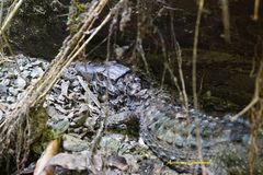 Paleosuchus trigonatus