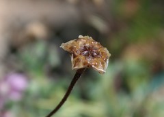 Drosanthemum lavisii