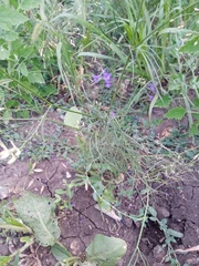 Delphinium consolida