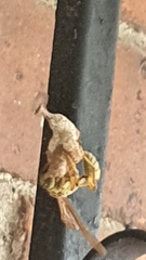 Mischocyttarus