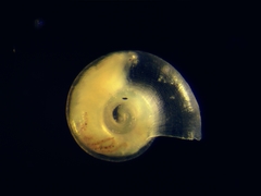 Balconorbis uvaldensis