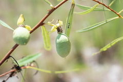 Asimina angustifolia