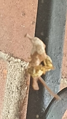 Mischocyttarus