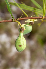 Asimina angustifolia