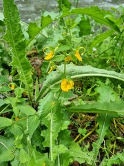 Rhynchocorys orientalis