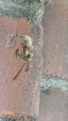 Mischocyttarus