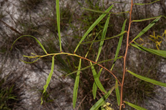 Asimina angustifolia
