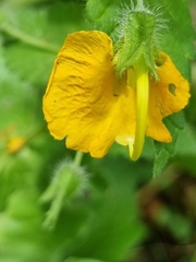 Rhynchocorys orientalis