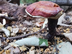 Ganoderma lucidum