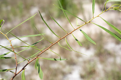 Asimina angustifolia