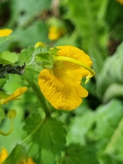 Rhynchocorys orientalis