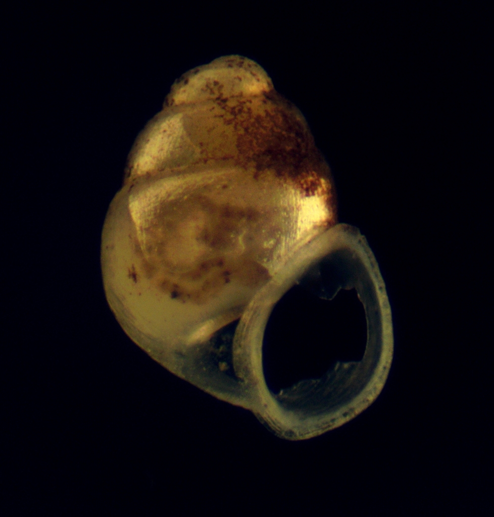 High-hat Cavesnail