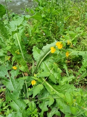 Rhynchocorys orientalis