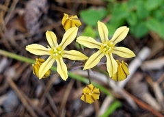 Triteleia ixioides